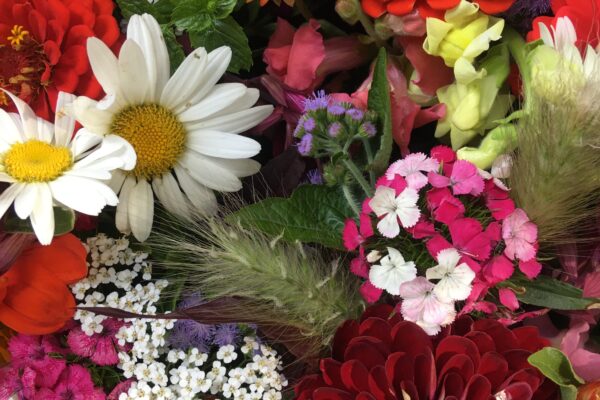Flower Friday and a Weekly Round-up
